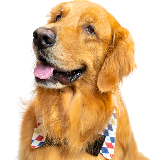 Golden retriever in a bandana on our Charlotte route