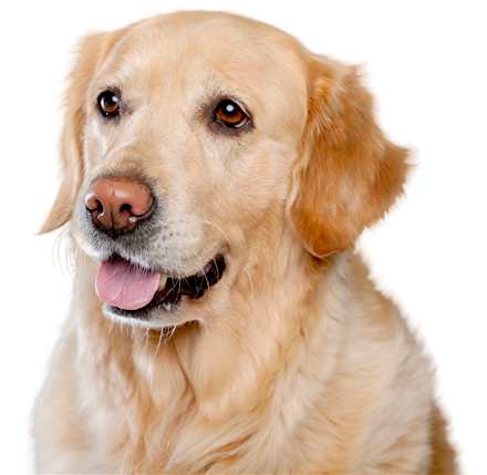 Golden retriever enjoying a clean yard