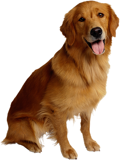 Golden retriever enjoying a clean yard