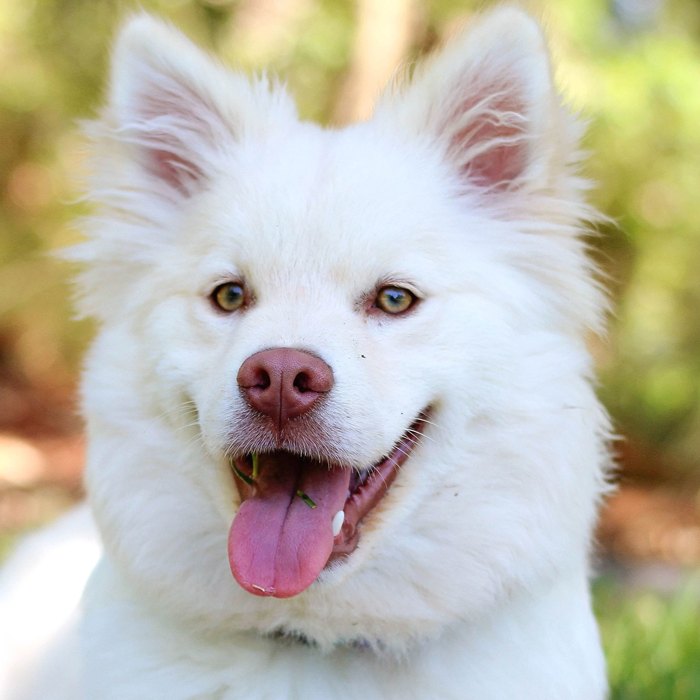 Happy white dog resting in a clean Charlotte yard